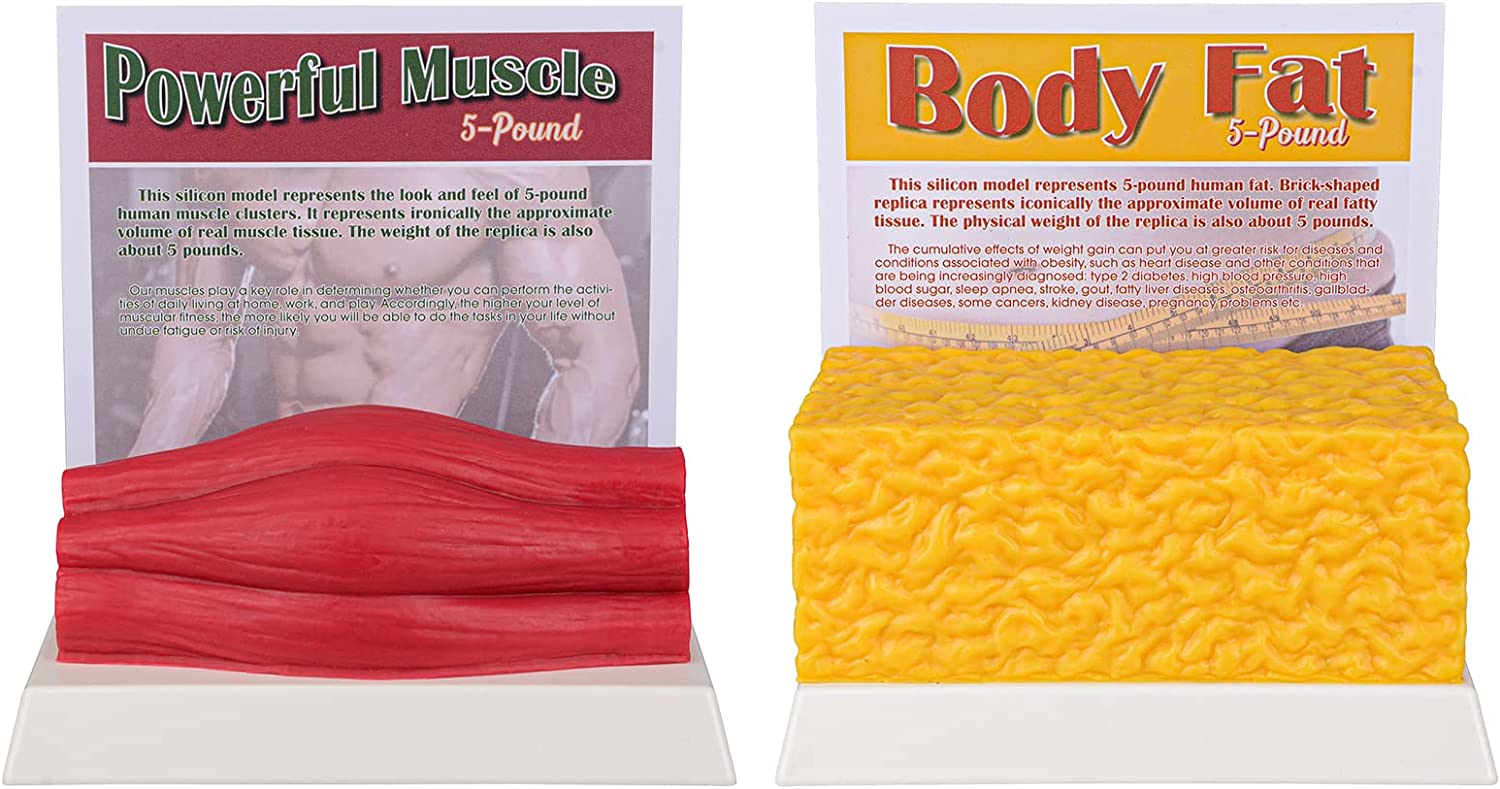 SimCoach Human Body Fat & Muscle Replica 5 Lbs, Keep Fit &Fitness Motivation & Reminder, Human Muscle Fat Model for Nutritionist, Athlete